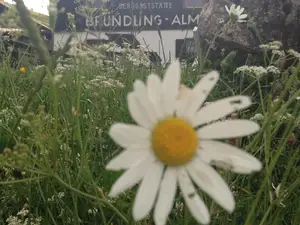 Berggasthof Berggasthof