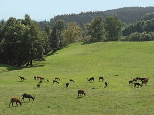 Blick vom Wild-Berghof Buchet