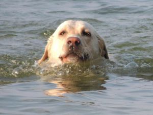 Binz - sehr hundefreundlich, überall !