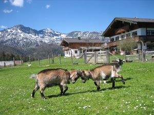 die Ziegen freuen sich über den Frühling