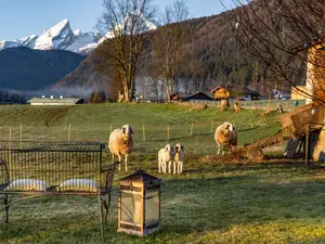 Lämmer Brillenschafe im Frühling