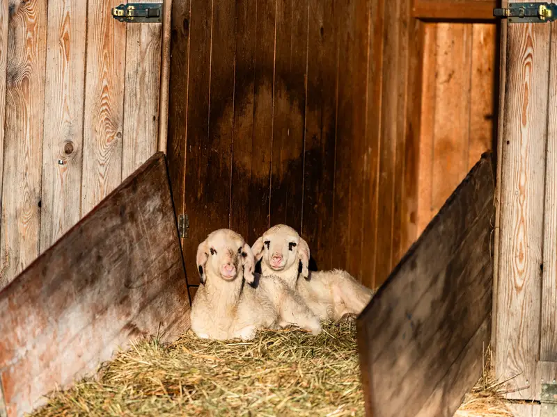 Lämmer in der Morgensonne