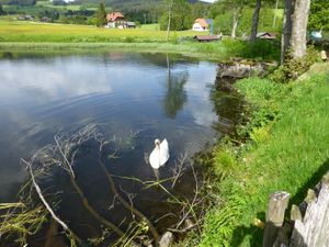 unser Mühlensee hat auch Besucher