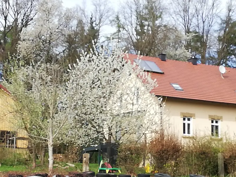 Forsthaus im Frühling mit Kirschblüte