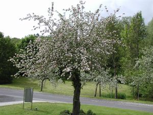 Apfelbaum im Vorgarten