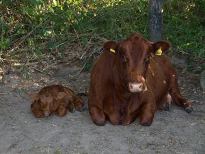 Kuh mit Kalb