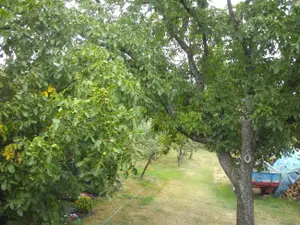 Garten Garten