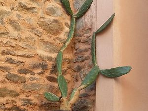 l'Opuntia = figuier de Barbarie du patio