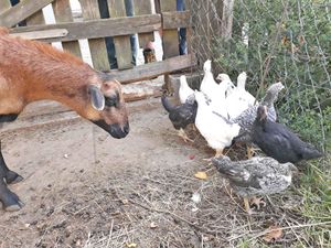 Frienhof Baust im Mühlental - Sallinghausen Eslohe Sauerland