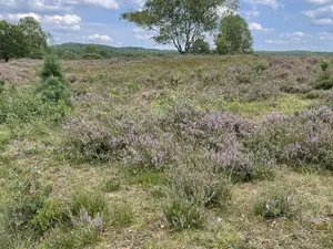 Die Heide blüht