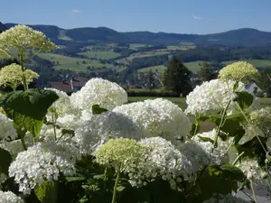 Oberhalb von Schachen - Blick Richtung Süden zum D