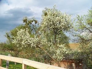 Blick von der Terrasse im Frühling