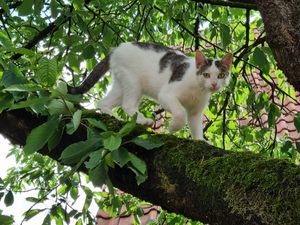 Elvis im Kirschbaum