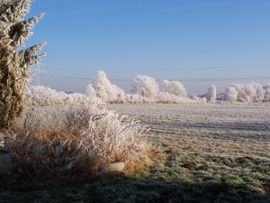 Wald im Winter