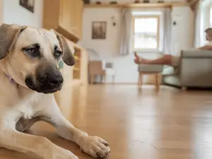 Urlaub mit Hund - Haus Toplitzsee - Narzissendorf