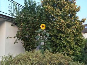 Ferienhaus Sonnenblume
