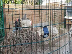 tierische Nachbarn