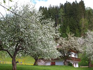 Direkte Umgebung des Objekts. Gartenalage mit Obstbäumen im Mai