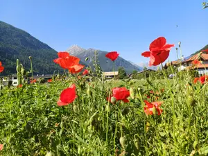 Impressionen Garten Haus Kohler