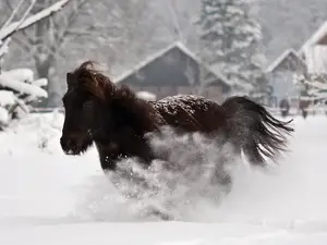 Pony Schleinershof Pony Schleinershof