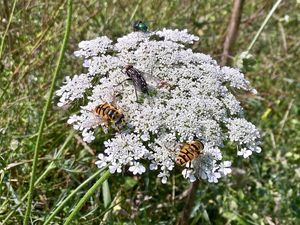 Naturfreunde schätzen die Natur-und Tierliebe von Bauer und Bäuerin.