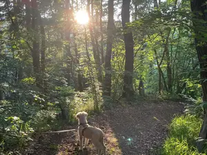 Im Wald Im Wald