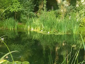 naturbelassener Schwimmteich - Biotop