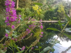 Teich mit Blumen