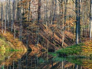 Waldsee am Linsenwäldchen  - ein Geheimtipp