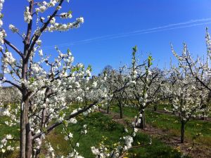 Frühlingserwachen Kirschblüten