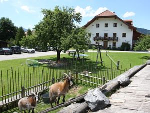 Unsere Ziegen beim "Bergsteigen"