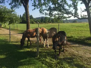 unsere Ponys unsere Ponys