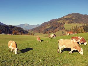 Aussicht vom Ferienhaus [Sommer]