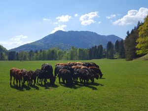 Bleierhof: Kühe