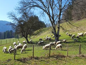 Bleierhof: Schafe