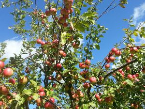 Garten. Jeder darf sich bedienen