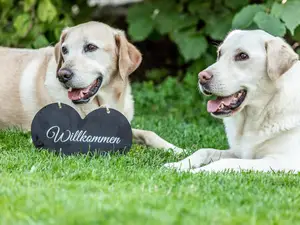 Hunde Willkommen
