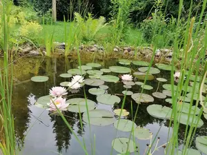 Garten mit Teich Garten mit Teich