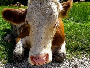 Kuh auf der Alm