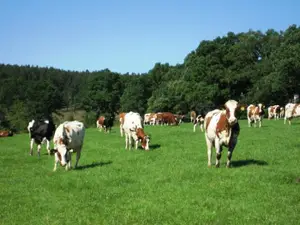 Kühe auf der Weide Kühe auf der Weide