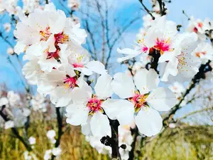 Mandelblüte