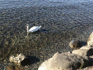 Frühling am See