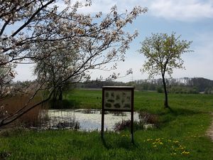 Biotop bei Offingen