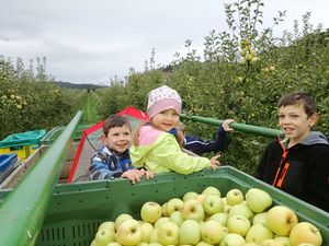 Obsternte mit Kindern