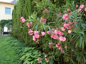 Gartenblick