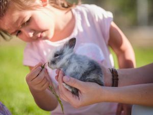 Hase wird gefüttert