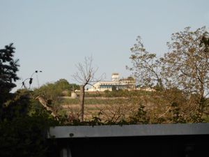 Blick auf Weinberge mit Friedensburg