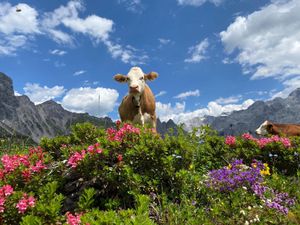 Wanderparadies mit Blütenpracht