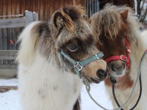 Rudi und Berti