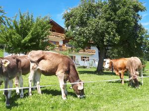 Neugierige Kälber vor der Ferienwohnung